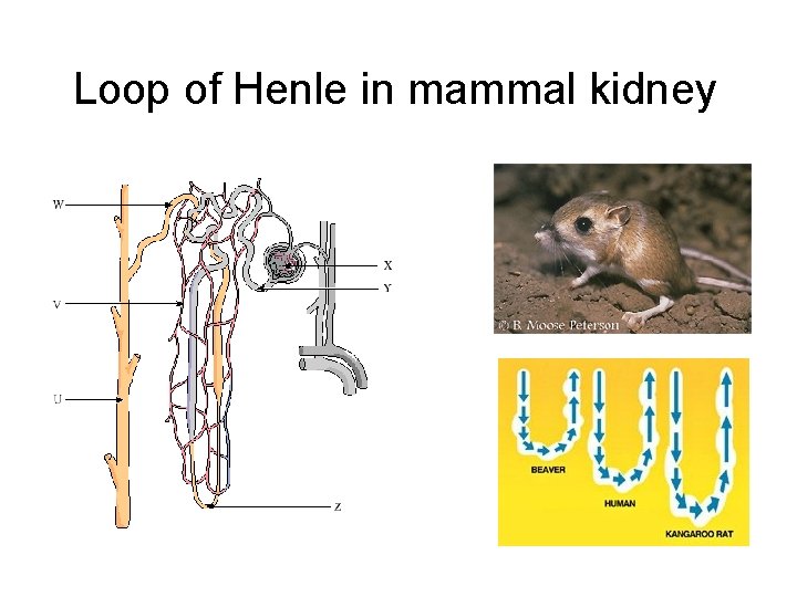 Loop of Henle in mammal kidney 