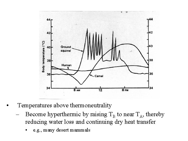  • Temperatures above thermoneutrality – Become hyperthermic by raising TB to near TA,