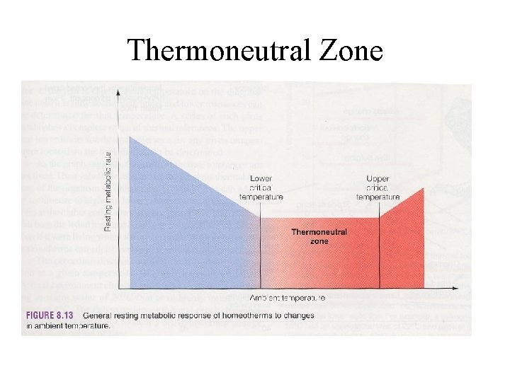 Thermoneutral Zone 
