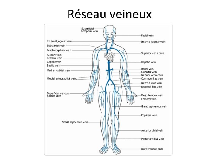 APPAREIL CARDIOCIRCULATOIRE PLAN 1 Anatomie Vue Densemble De appareil-cardiocirculatoire-plan-1-anatomie-vue-densemble-de