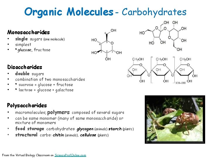 Organic Molecules - Carbohydrates Monosaccharides • • • single sugars (one molecule) simplest *glucose,