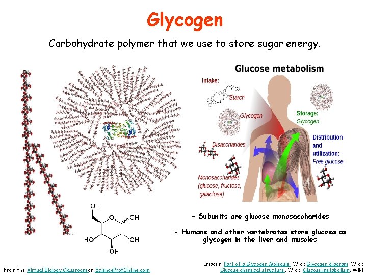 Glycogen Carbohydrate polymer that we use to store sugar energy. - Subunits are glucose