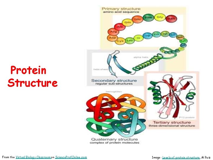 Protein Structure From the Virtual Biology Classroom on Science. Prof. Online. com Image: Levels