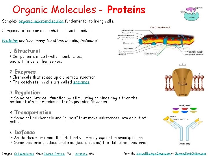 Organic Molecules - Proteins Complex organic macromolecules fundamental to living cells. Composed of one