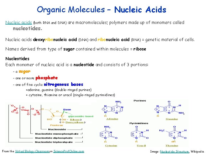 Organic Molecules – Nucleic Acids Nucleic acids (both RNA and DNA) are nucleotides. macromolecules;
