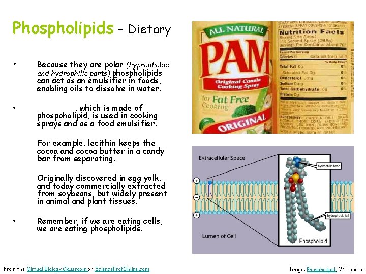 Phospholipids - Dietary • Because they are polar (hyprophobic and hydrophilic parts) phospholipids can