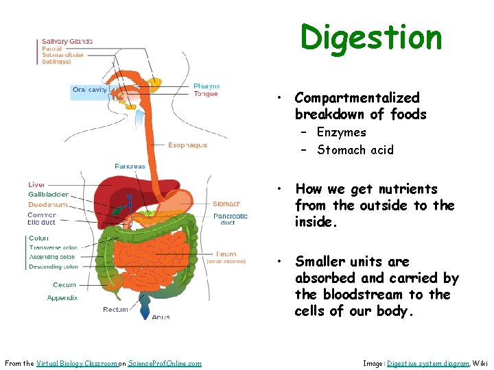 Digestion • Compartmentalized breakdown of foods – Enzymes – Stomach acid • How we