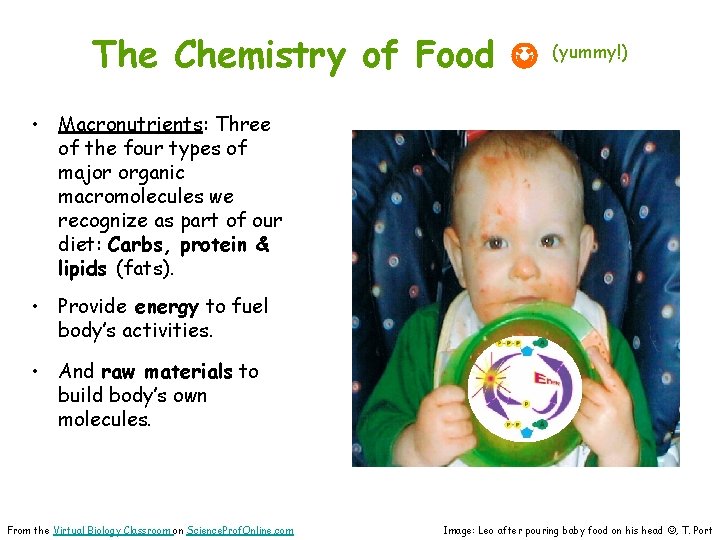 The Chemistry of Food (yummy!) • Macronutrients: Three of the four types of major