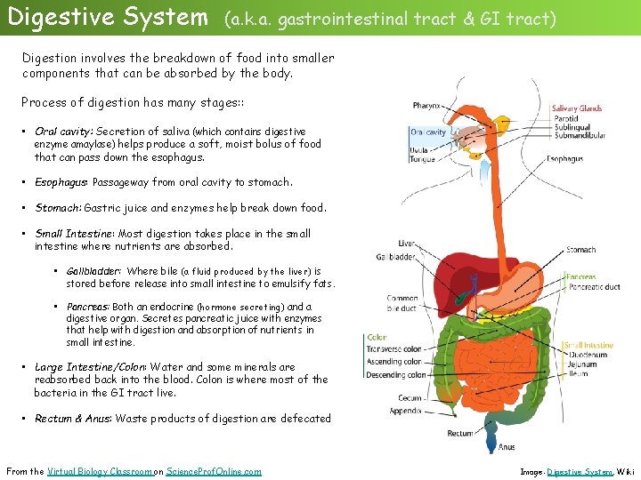 Digestive System (a. k. a. gastrointestinal tract & GI tract) Digestion involves the breakdown