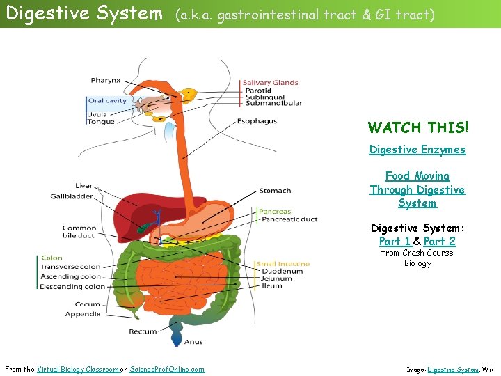 Digestive System (a. k. a. gastrointestinal tract & GI tract) WATCH THIS! Digestive Enzymes
