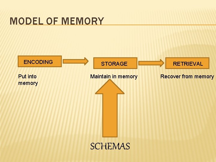 MODEL OF MEMORY ENCODING Put into memory STORAGE RETRIEVAL Maintain in memory Recover from