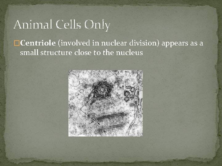 Animal Cells Only �Centriole (involved in nuclear division) appears as a small structure close