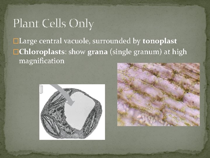 Plant Cells Only �Large central vacuole, surrounded by tonoplast �Chloroplasts: show grana (single granum)