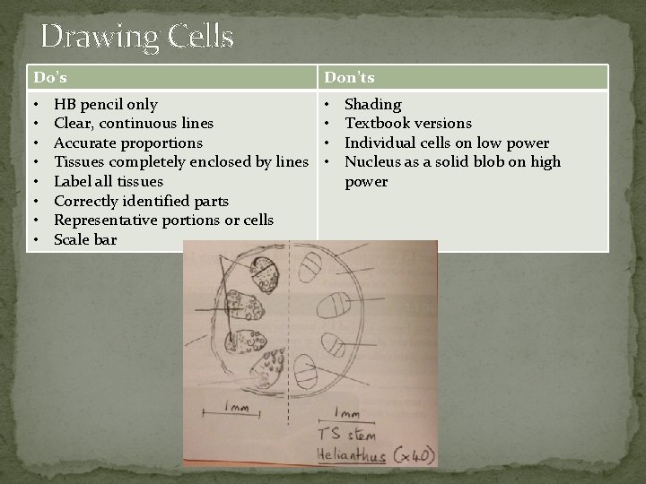 Drawing Cells Do’s • • HB pencil only Clear, continuous lines Accurate proportions Tissues
