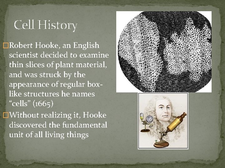 Cell History �Robert Hooke, an English scientist decided to examine thin slices of plant