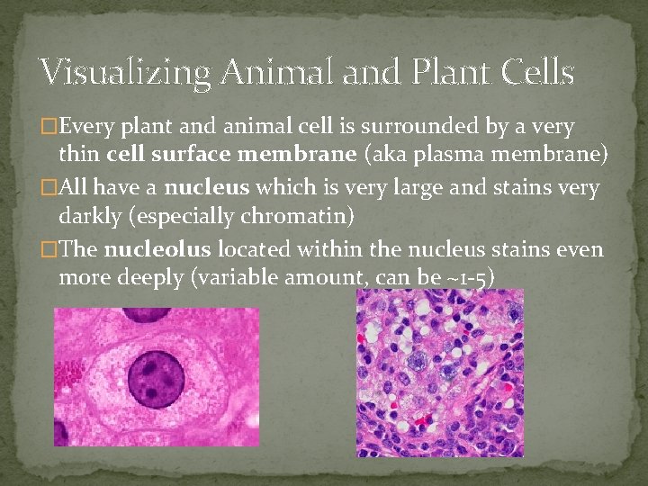 Visualizing Animal and Plant Cells �Every plant and animal cell is surrounded by a