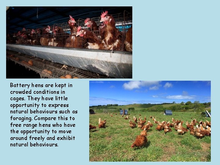 Battery hens are kept in crowded conditions in cages. They have little opportunity to