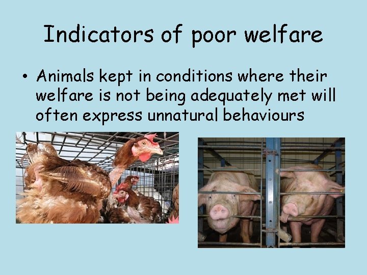 Indicators of poor welfare • Animals kept in conditions where their welfare is not