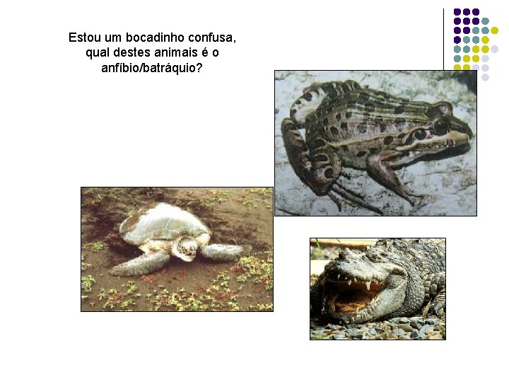 Estou um bocadinho confusa, qual destes animais é o anfíbio/batráquio? 