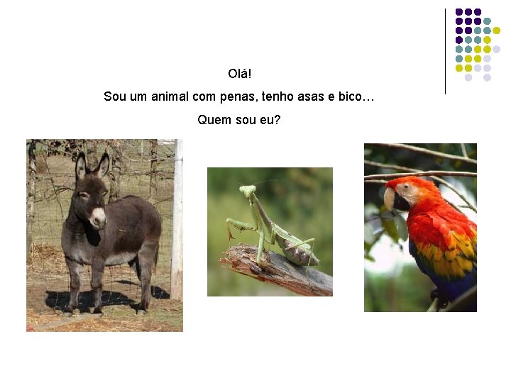 Olá! Sou um animal com penas, tenho asas e bico… Quem sou eu? 