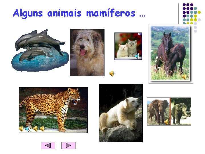 Alguns animais mamíferos … 