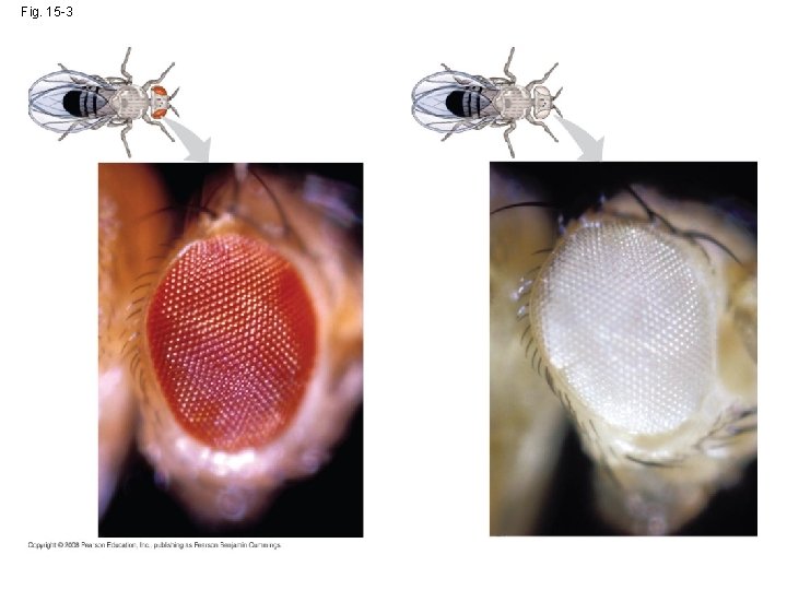 Fig. 15 -3 