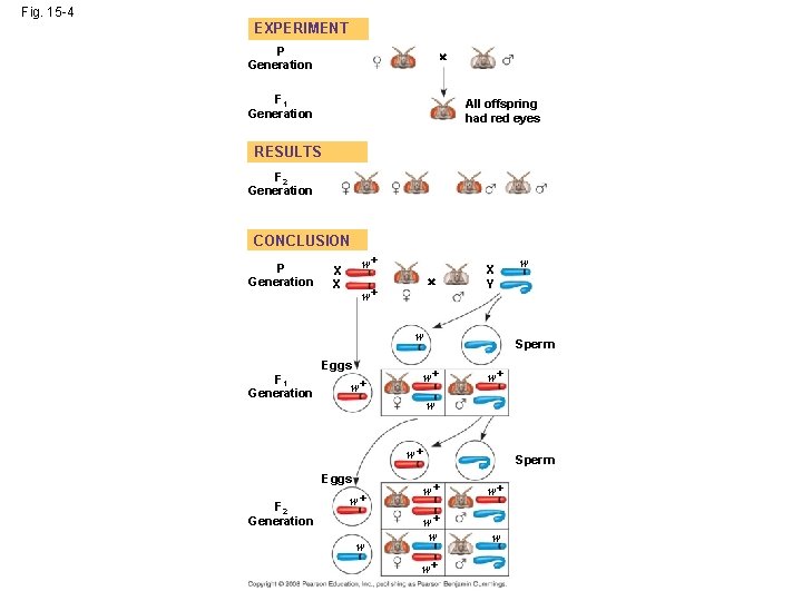 Fig. 15 -4 EXPERIMENT P Generation F 1 Generation All offspring had red eyes