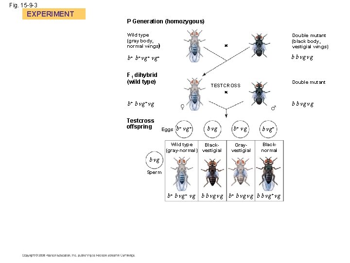 Fig. 15 -9 -3 EXPERIMENT P Generation (homozygous) Wild type (gray body, normal wings)