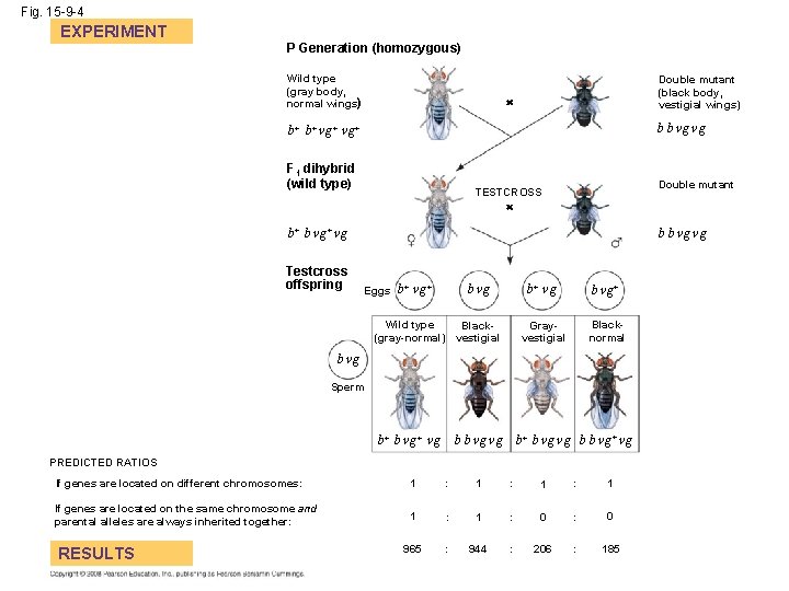 Fig. 15 -9 -4 EXPERIMENT P Generation (homozygous) Wild type (gray body, normal wings)