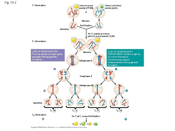Fig. 15 -2 P Generation Yellow-round seeds (YYRR) Y Y R r R Green-wrinkled