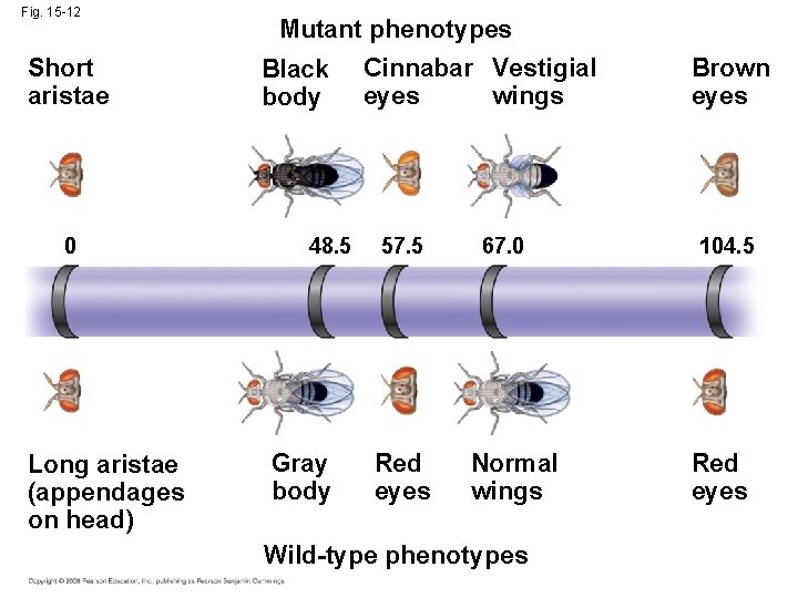 Fig. 15 -12 Short aristae 0 Long aristae (appendages on head) Mutant phenotypes Black