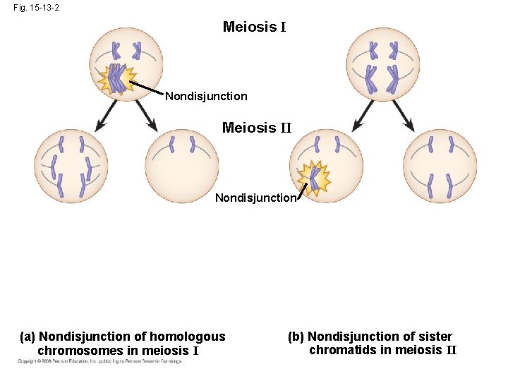 Fig. 15 -13 -2 Meiosis I Nondisjunction Meiosis II Nondisjunction (a) Nondisjunction of homologous