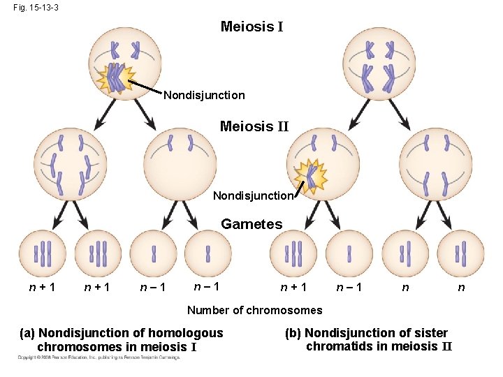 Fig. 15 -13 -3 Meiosis I Nondisjunction Meiosis II Nondisjunction Gametes n+1 n– 1