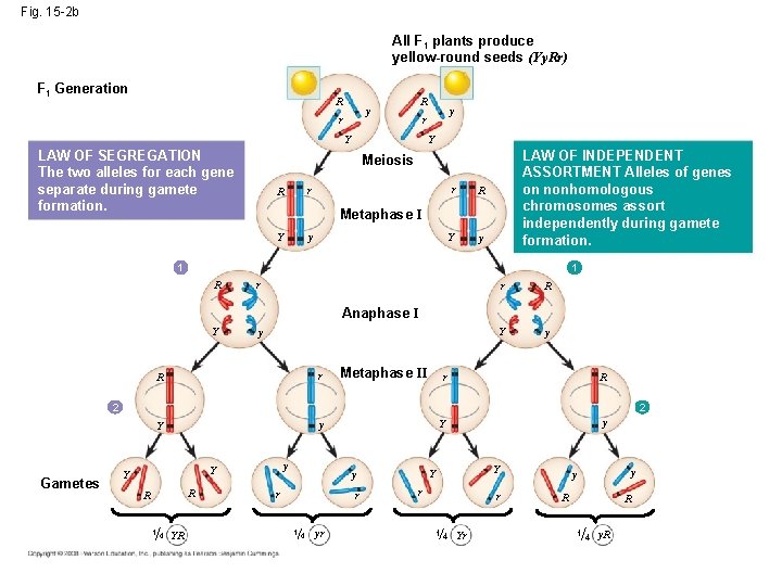 Fig. 15 -2 b All F 1 plants produce yellow-round seeds (Yy. Rr) 0.