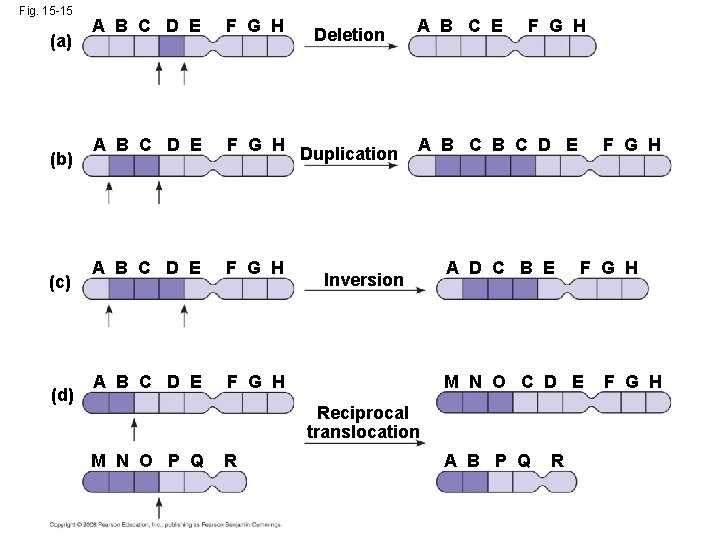 Fig. 15 -15 (a) (b) (c) (d) A B C D E F G