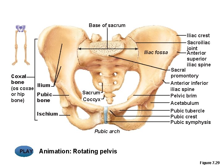 Base of sacrum Iliac fossa Coxal bone llium (os coxae or hip Pubic bone)