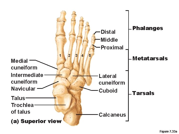 Distal Middle Proximal 1 Medial cuneiform Intermediate cuneiform Navicular Talus Trochlea of talus (a)