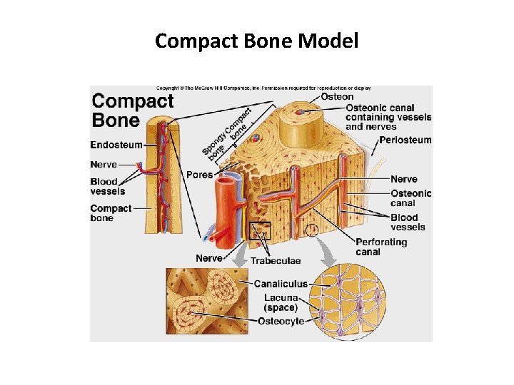 Compact Bone Model 