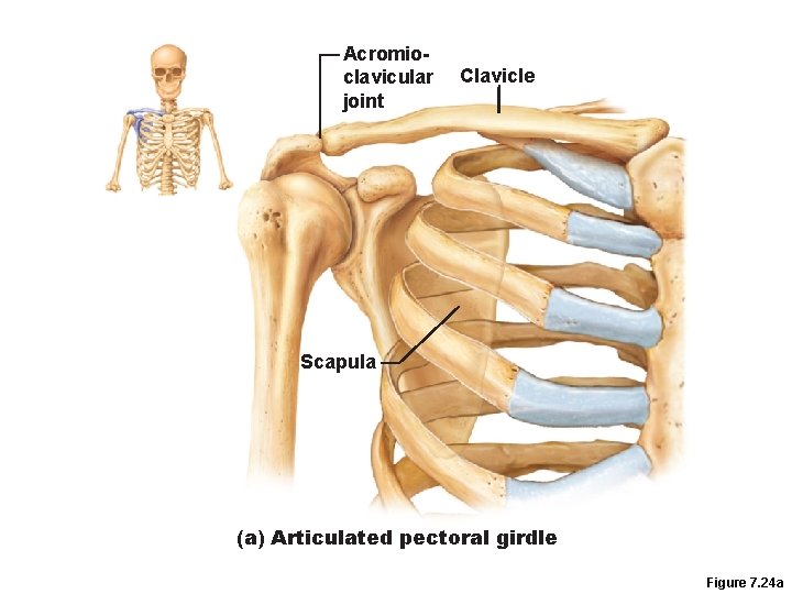 Acromioclavicular joint Clavicle Scapula (a) Articulated pectoral girdle Figure 7. 24 a 
