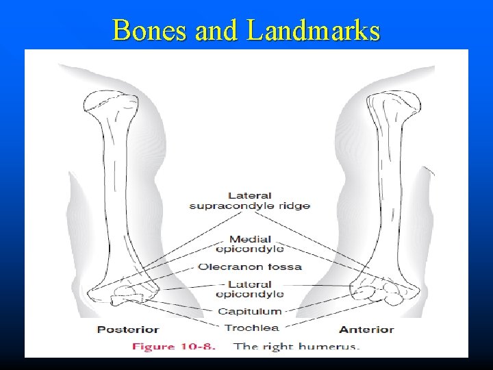 Bones and Landmarks 