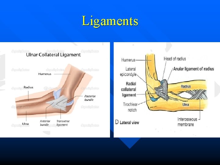 Ligaments 