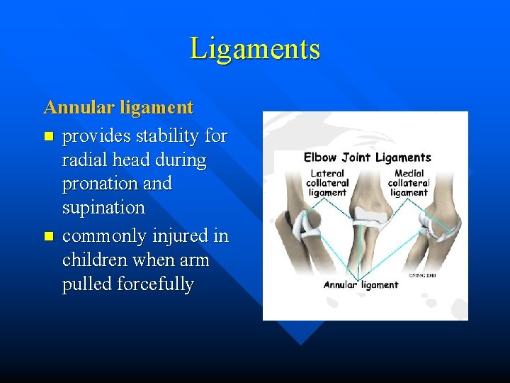 Ligaments Annular ligament n provides stability for radial head during pronation and supination n