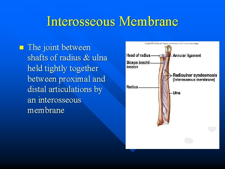 Interosseous Membrane n The joint between shafts of radius & ulna held tightly together