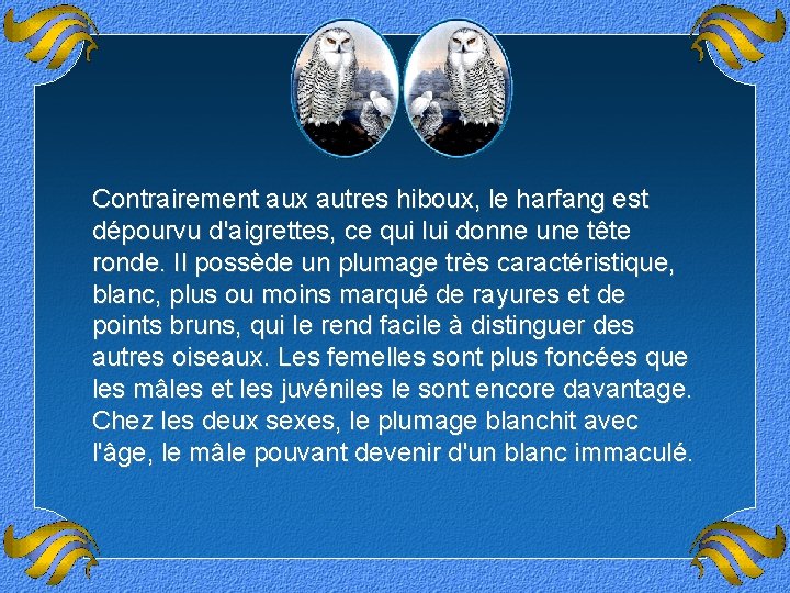 Contrairement aux autres hiboux, le harfang est dépourvu d'aigrettes, ce qui lui donne une