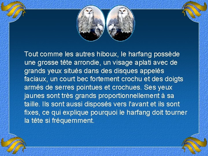 Tout comme les autres hiboux, le harfang possède une grosse tête arrondie, un visage