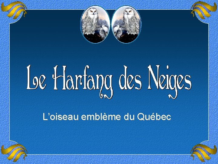 L’oiseau emblème du Québec 