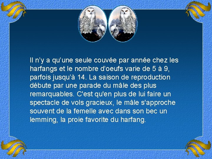 Il n’y a qu’une seule couvée par année chez les harfangs et le nombre