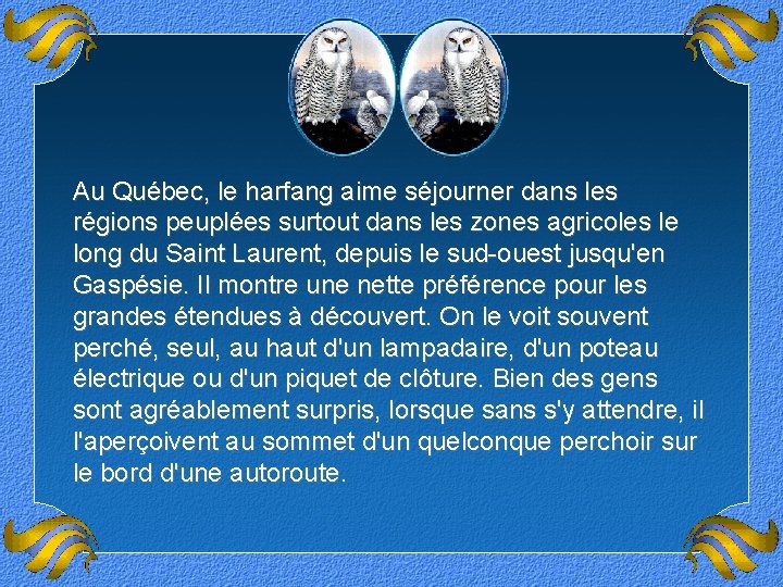 Au Québec, le harfang aime séjourner dans les régions peuplées surtout dans les zones