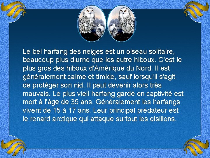 Le bel harfang des neiges est un oiseau solitaire, beaucoup plus diurne que les