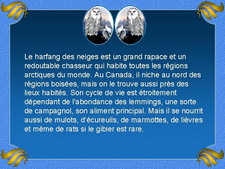 Le harfang des neiges est un grand rapace et un redoutable chasseur qui habite